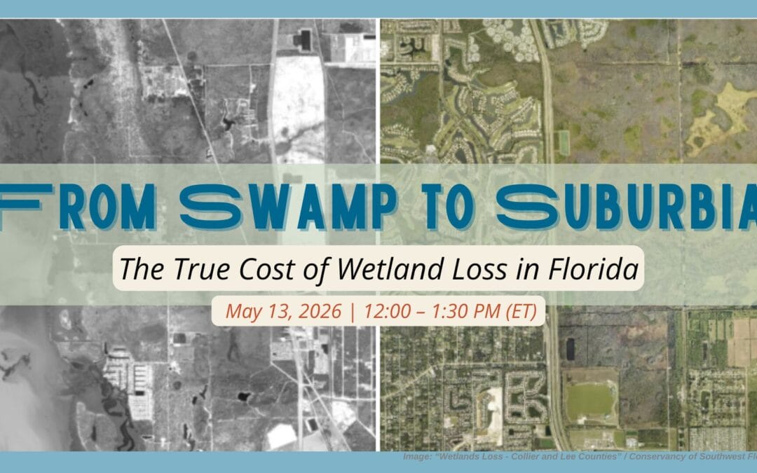 From Swamp to Suburb: The True Cost of Wetland Loss in Florida